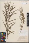 Foto von Salix eleagnos subsp. angustifolia (Cariot) Rech. f.